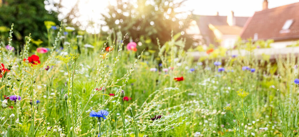 how-to-create-a-wildflower-garden-of-dreams