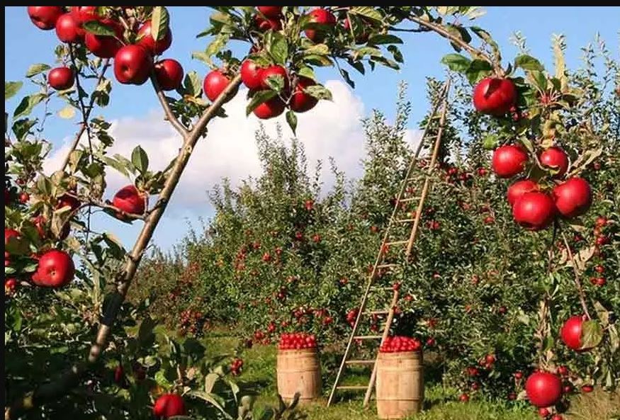 pakistan-capital-islamabad-gets-first-public-fruit-garden