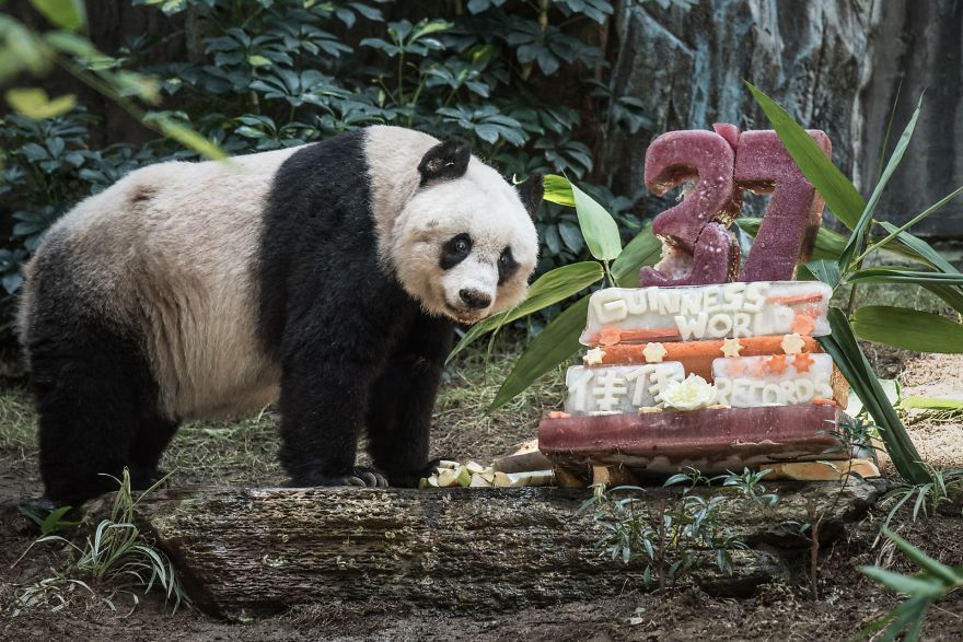 world’s-oldest-captive-panda-who-entertained-millions-dies-at-37