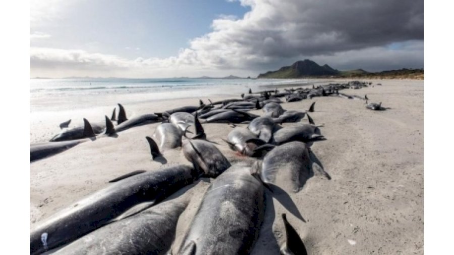 second-mass-whale-strandings-on-nz's-chatham-islands