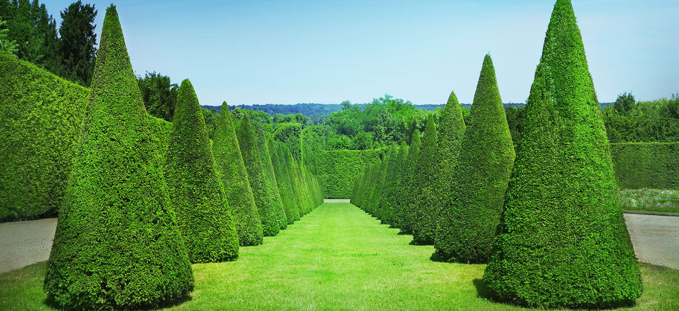 a-garden-designer’s-top-tips-for-growing-hedges-|-luxury-lifestyle-magazine