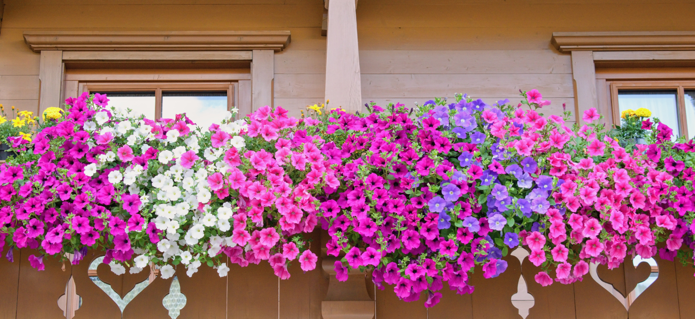 how-to-choose-and-set-up-your-balcony-planters-|-luxury-lifestyle-magazine