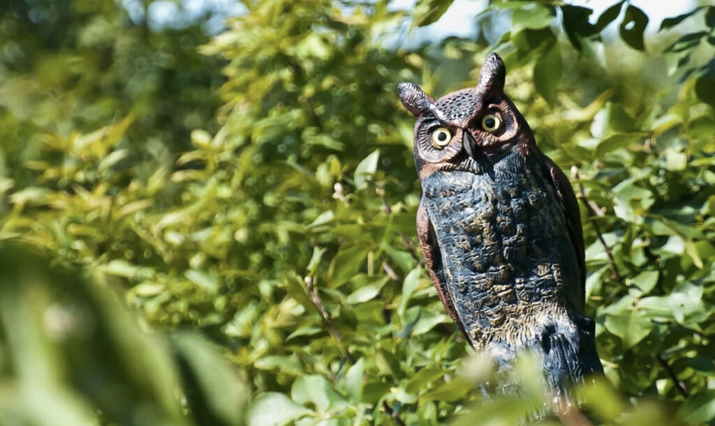 8 Pigeon Control Methods That Really Work